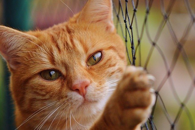 kočka a plot